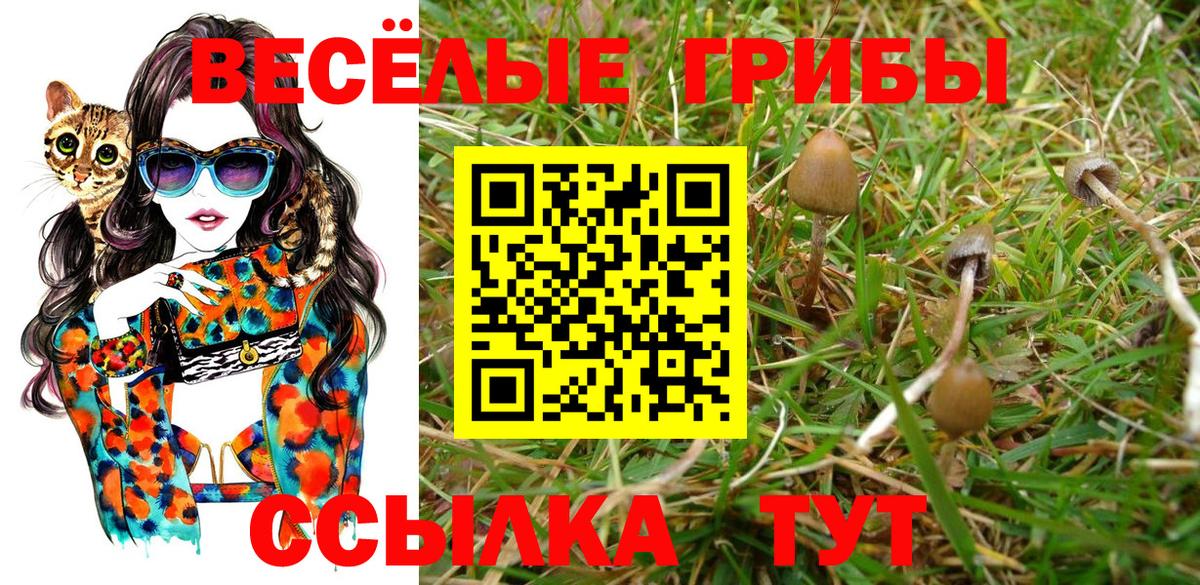 Галлюциногенные грибы Psilocybe Санкт-Петербург